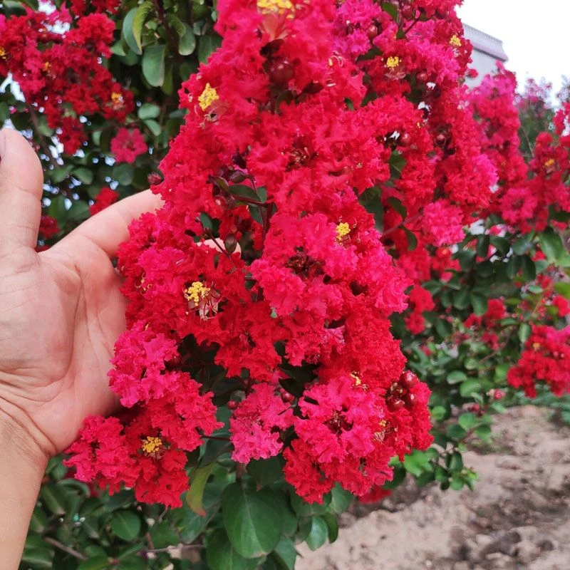 紫薇花苗盆栽地栽庭院绿化植物南方北方四季可观赏