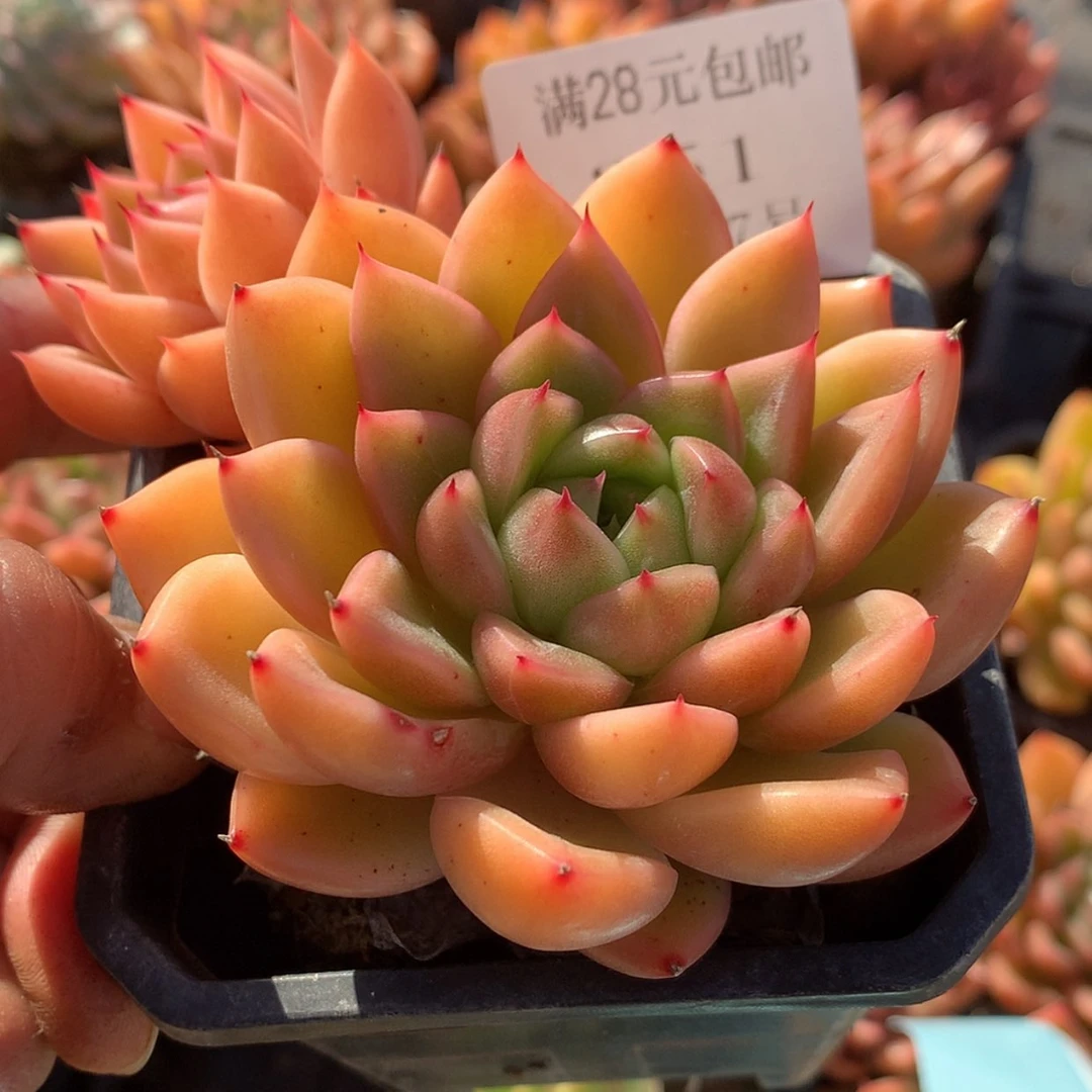 【闪购商品】云351号