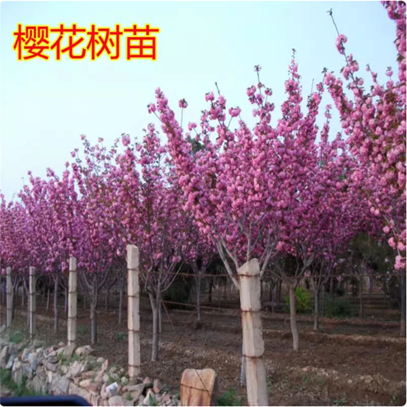 樱花苗樱花树苗日本樱花嫁接早樱晚樱樱花小苗绿化苗当年苗工程苗