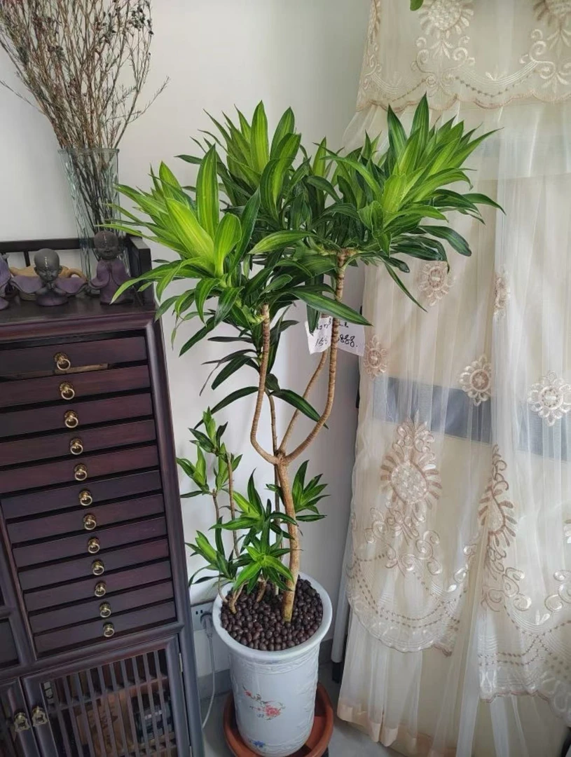 金心百合竹室内盆栽美观好养适合客厅办公室摆放