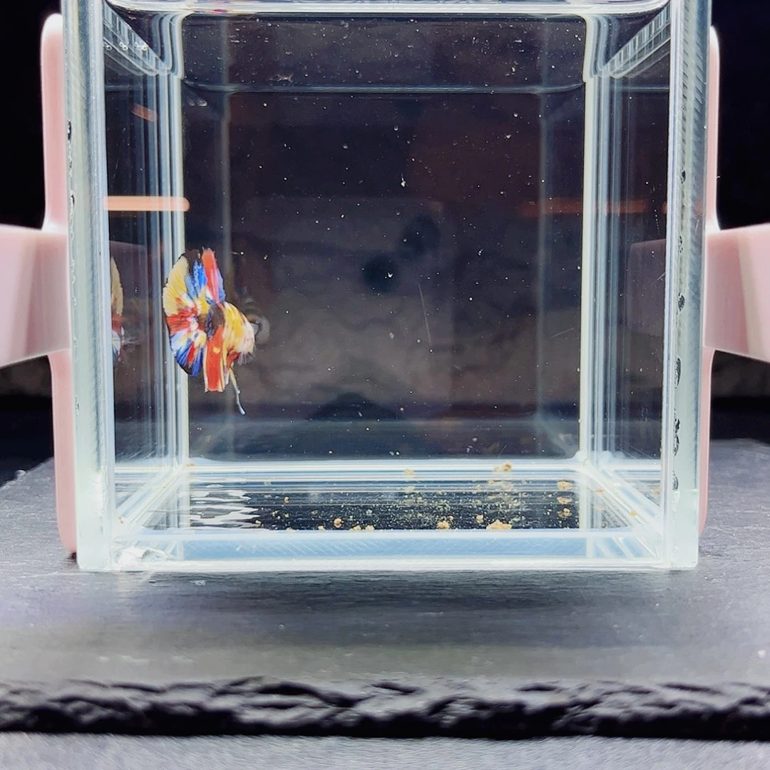海水鱼宙斯斗鱼竞拍09-26