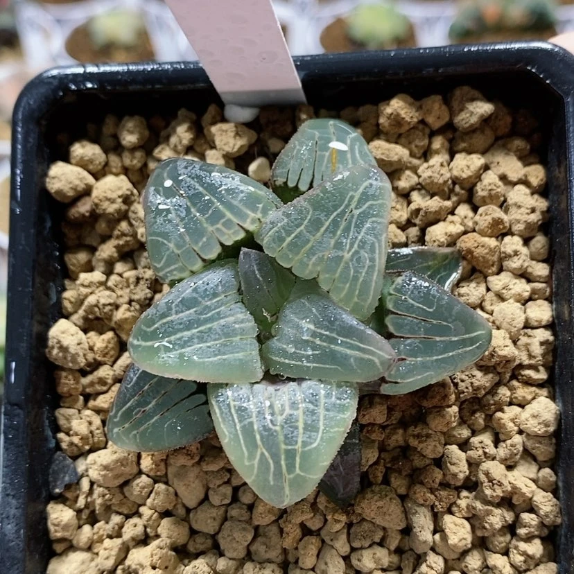 【闪购商品】172粉色甜心