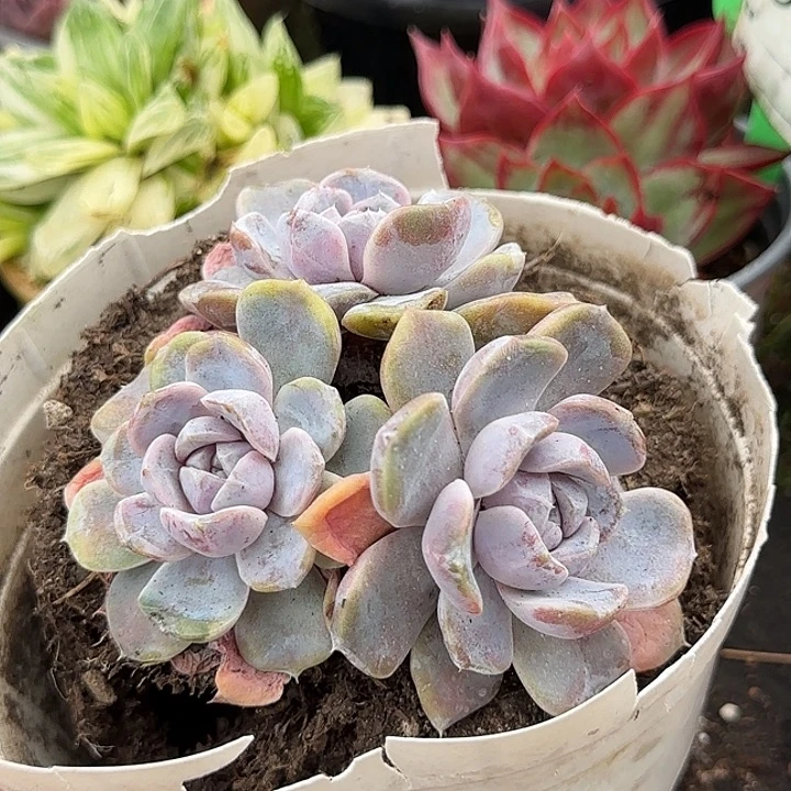 汉堡老庄惊鸿一物一拍包装收缩花旱