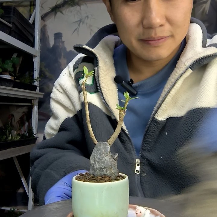 琦*中青园艺一物一拍267