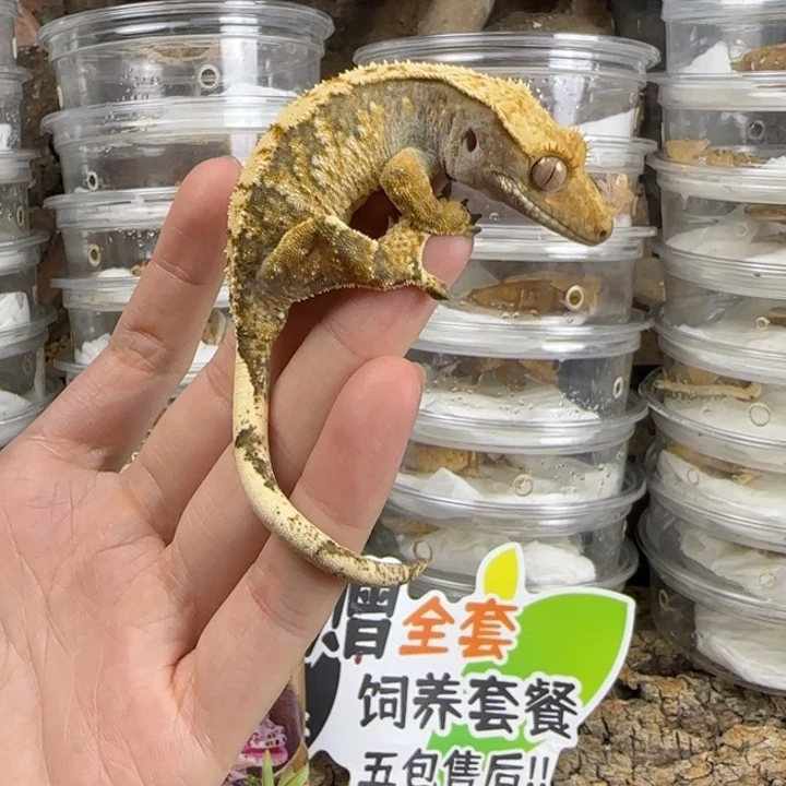 满***药睫角守宫超级三色