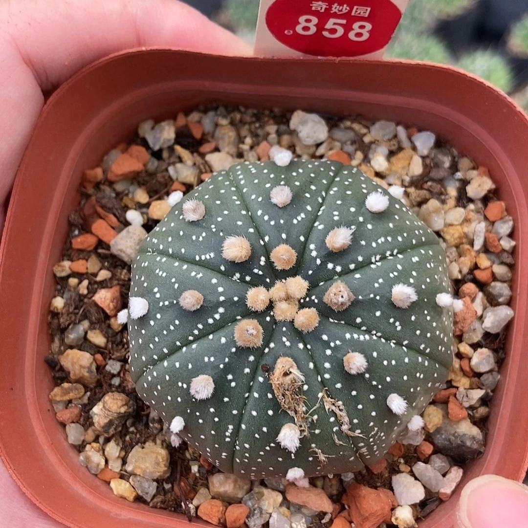 实生花园兜杂交一颗仙人球