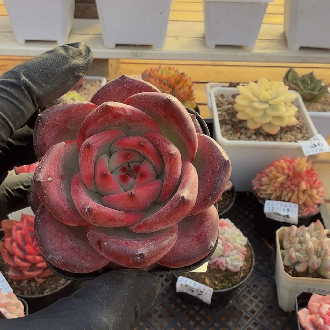 1219-40拉卡拉单头