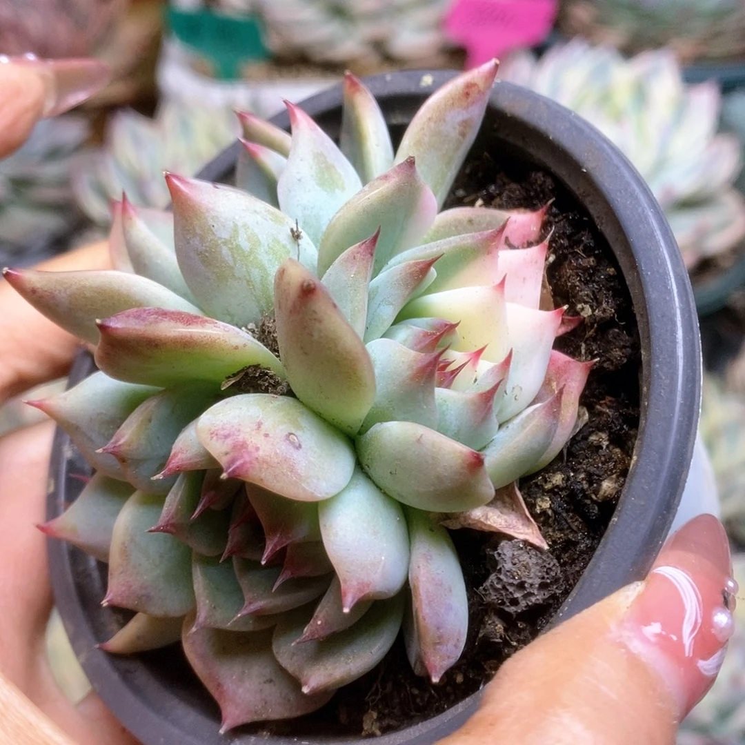 141锦锦锦锦锦锦锦
