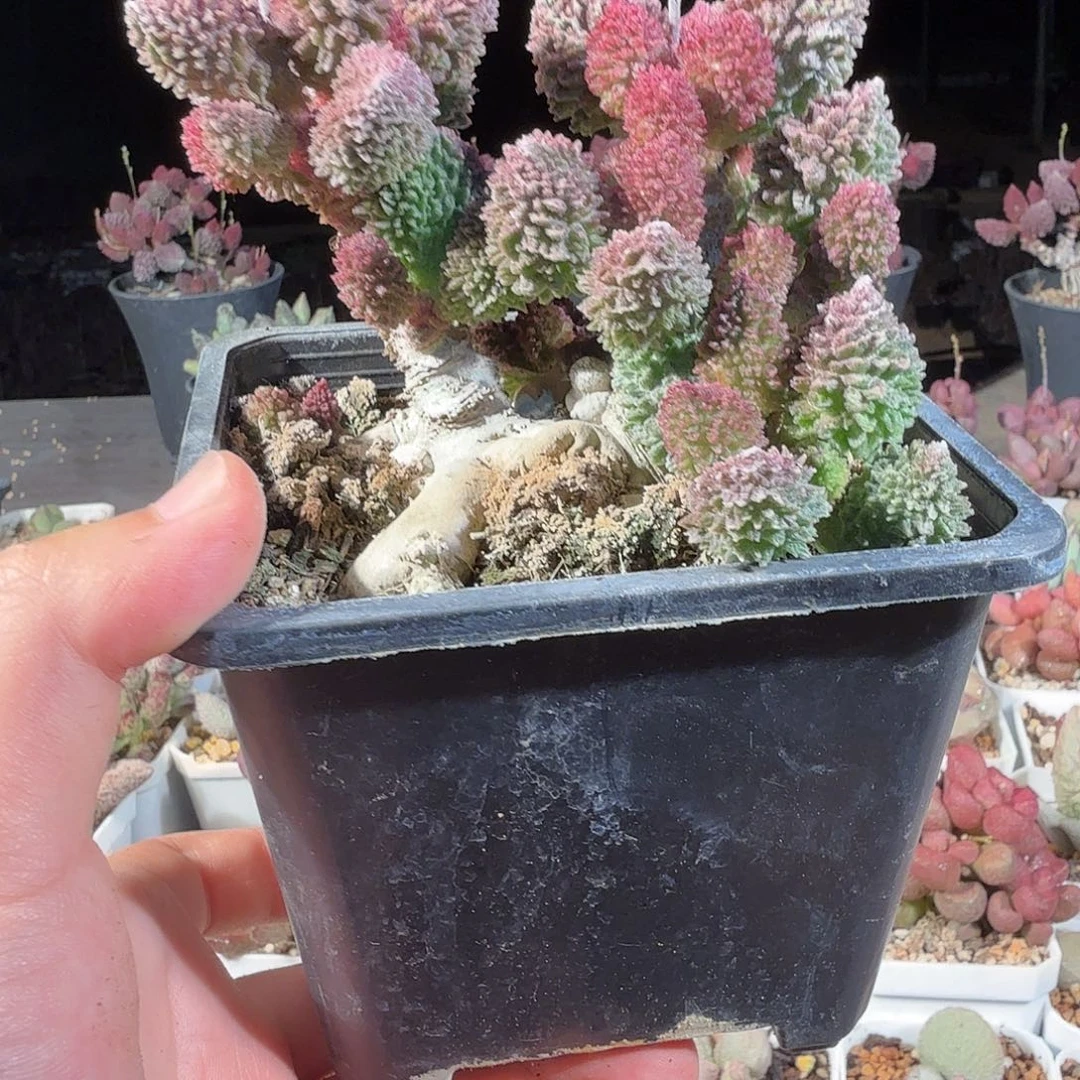 最***初朱紫玉