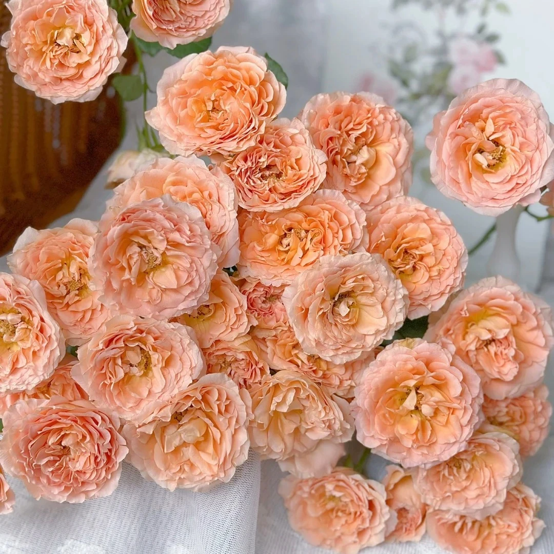 杏色蕾丝玫瑰 拍三单花材每单送2包专用营养剂任意两单顺丰包邮