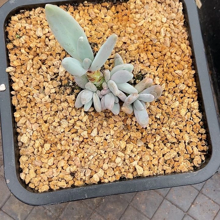 【闪购商品】企鹅小群