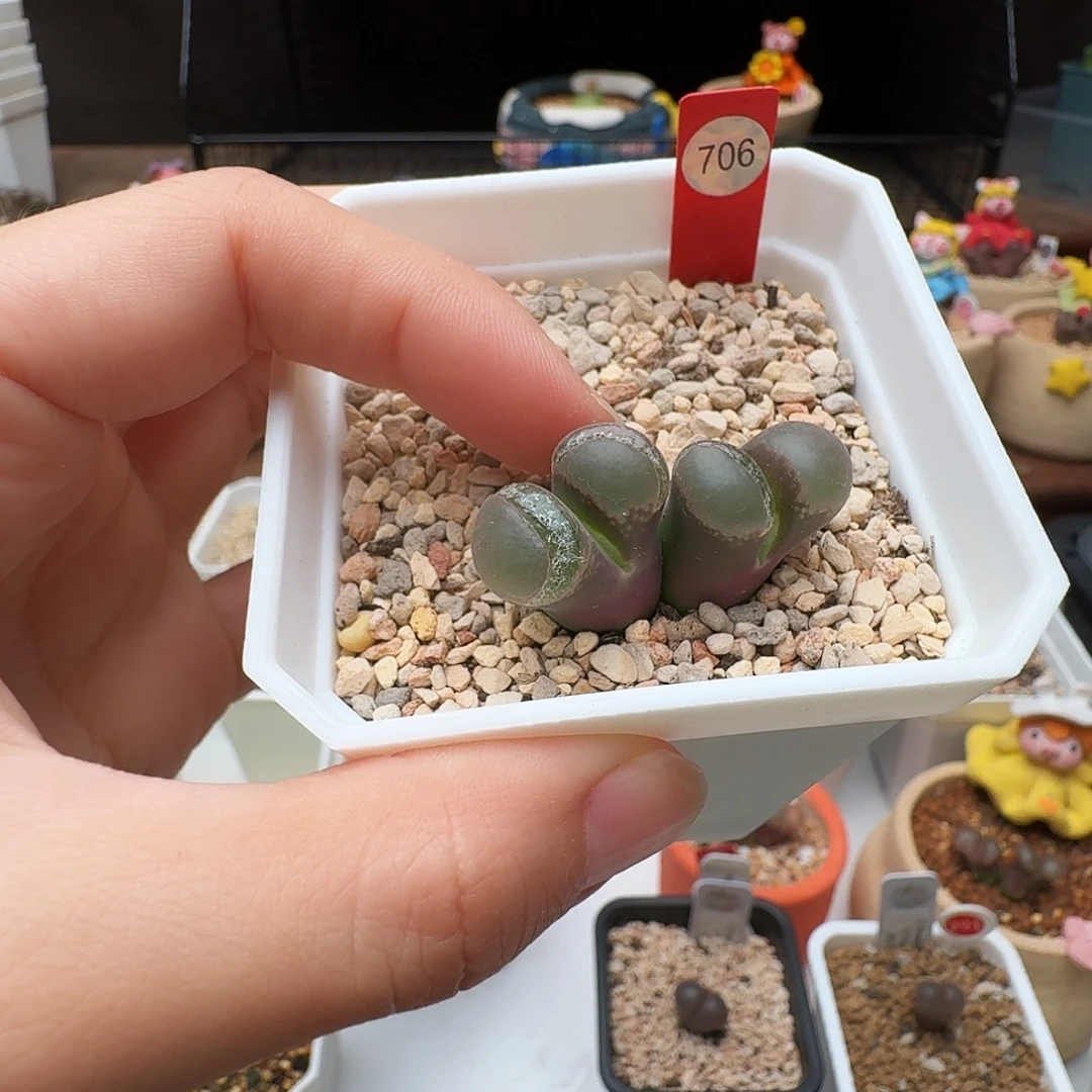 多肉植物福利风铃706
