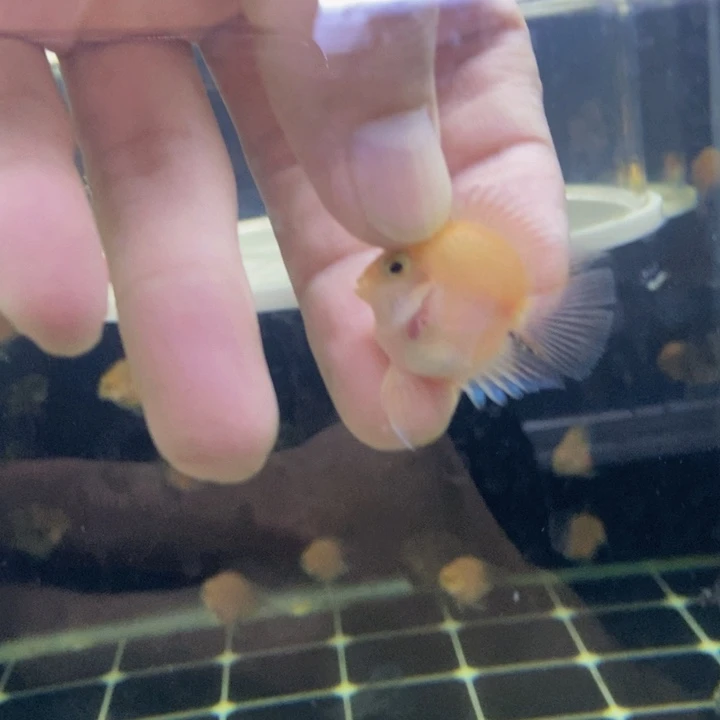 鹦鹉鱼微瑕立蛋体胭脂粉一条公