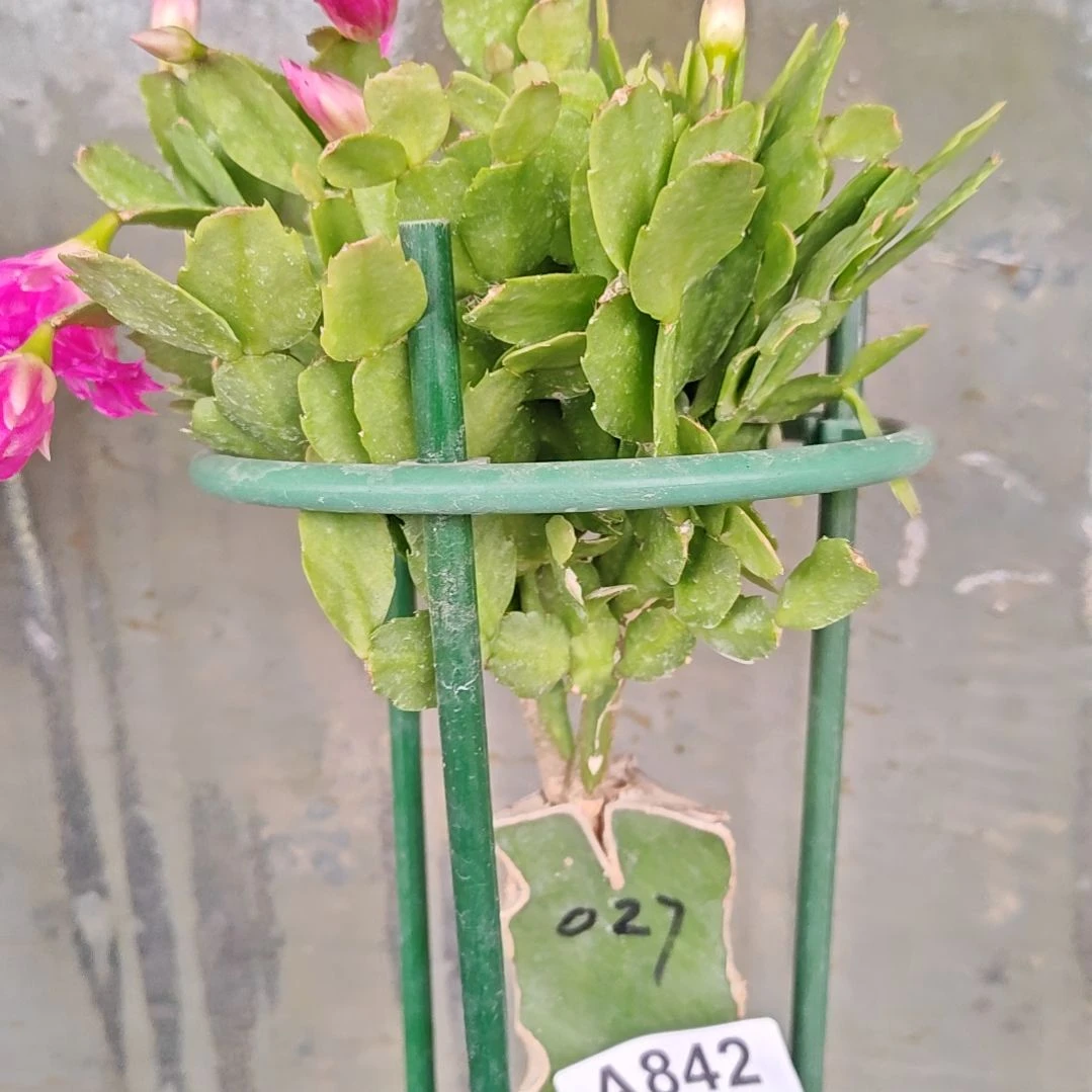 027紫重瓣脱土脱盆易掉芽苞842