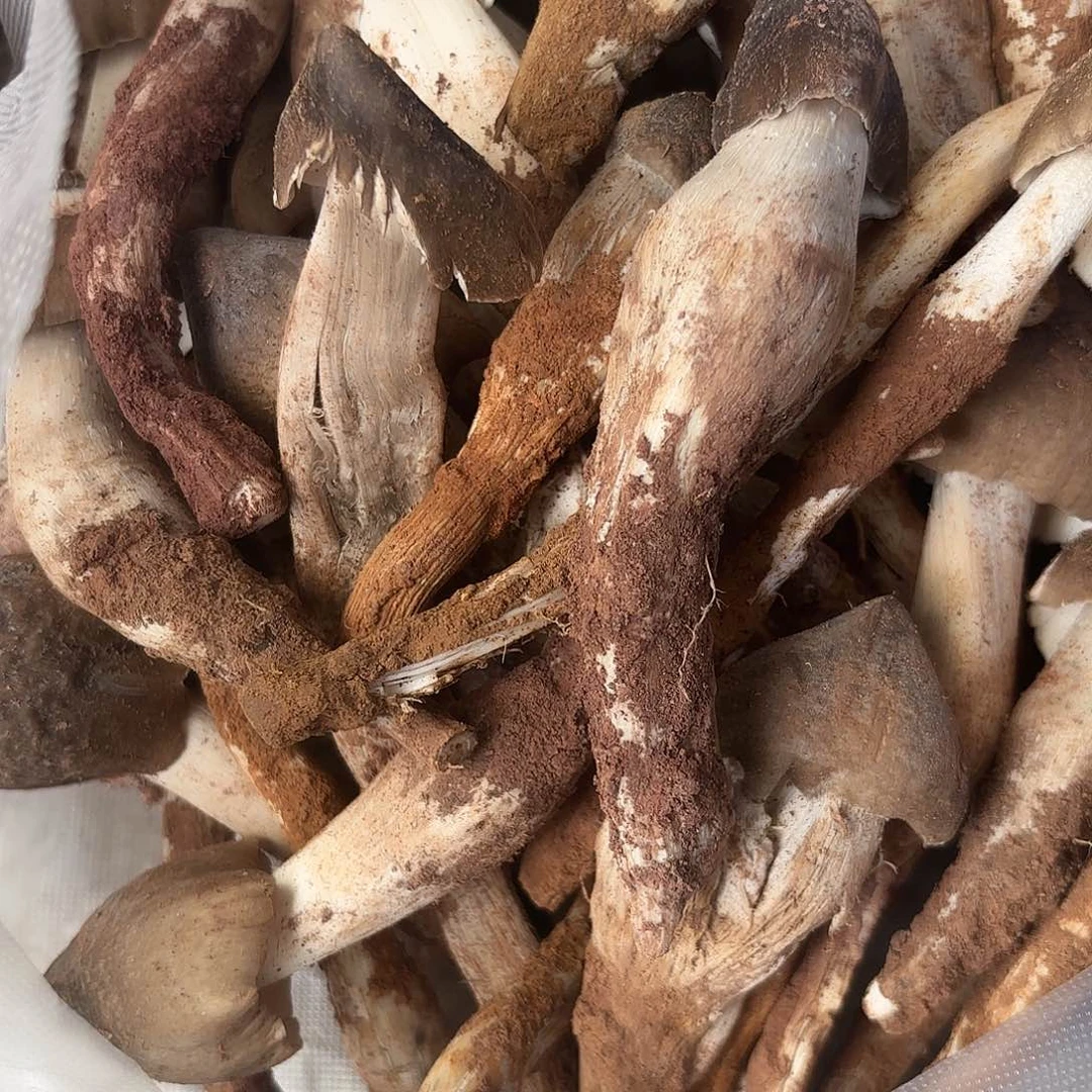 简***光云南南华野生菌中国大陆