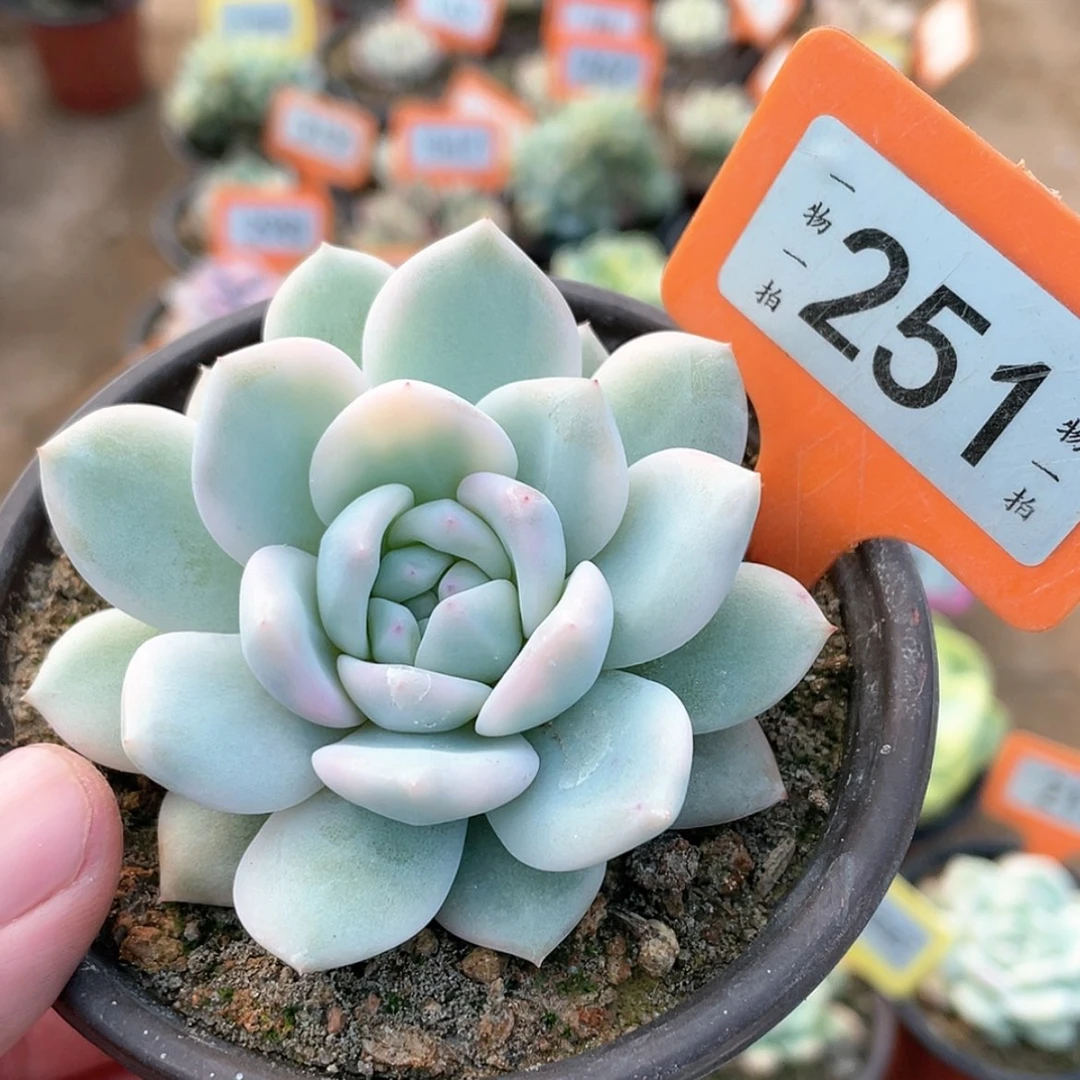 【闪购商品】251号