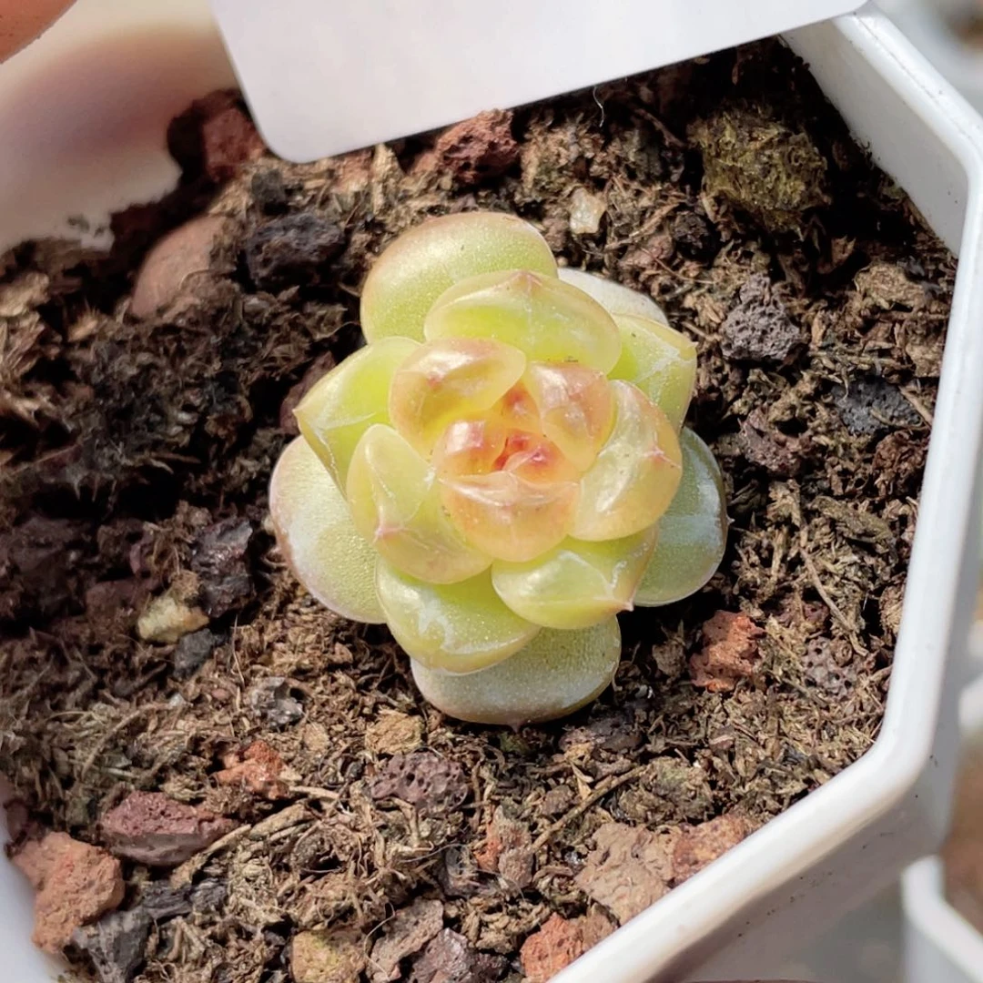 一***✨209号糖心冰心珍妮