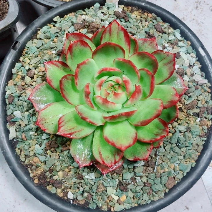 徐***旧惊鸿仙子多肉植物B35