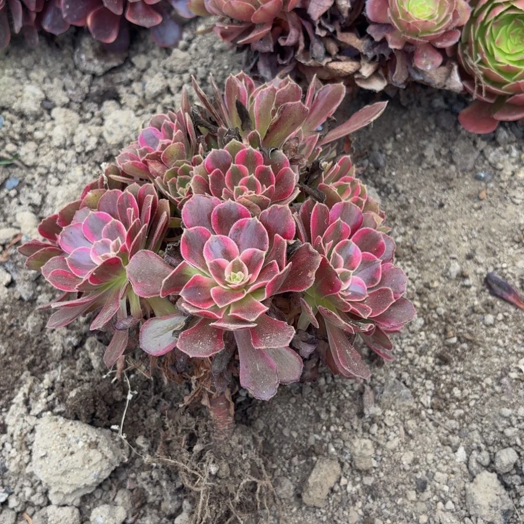 安娜多肉植物捧花8