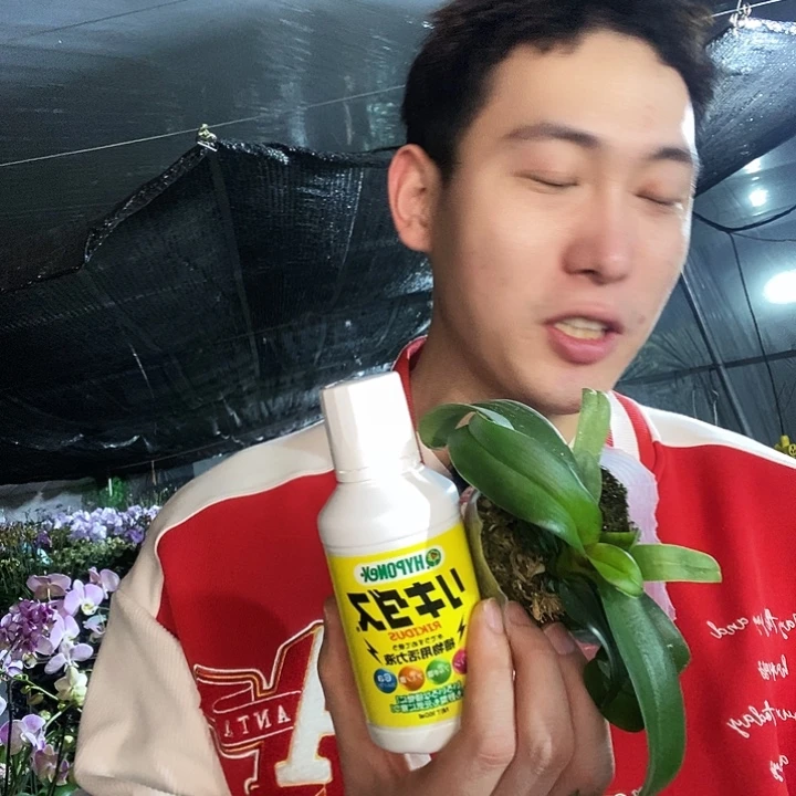 无花朵活力素砂糖橘