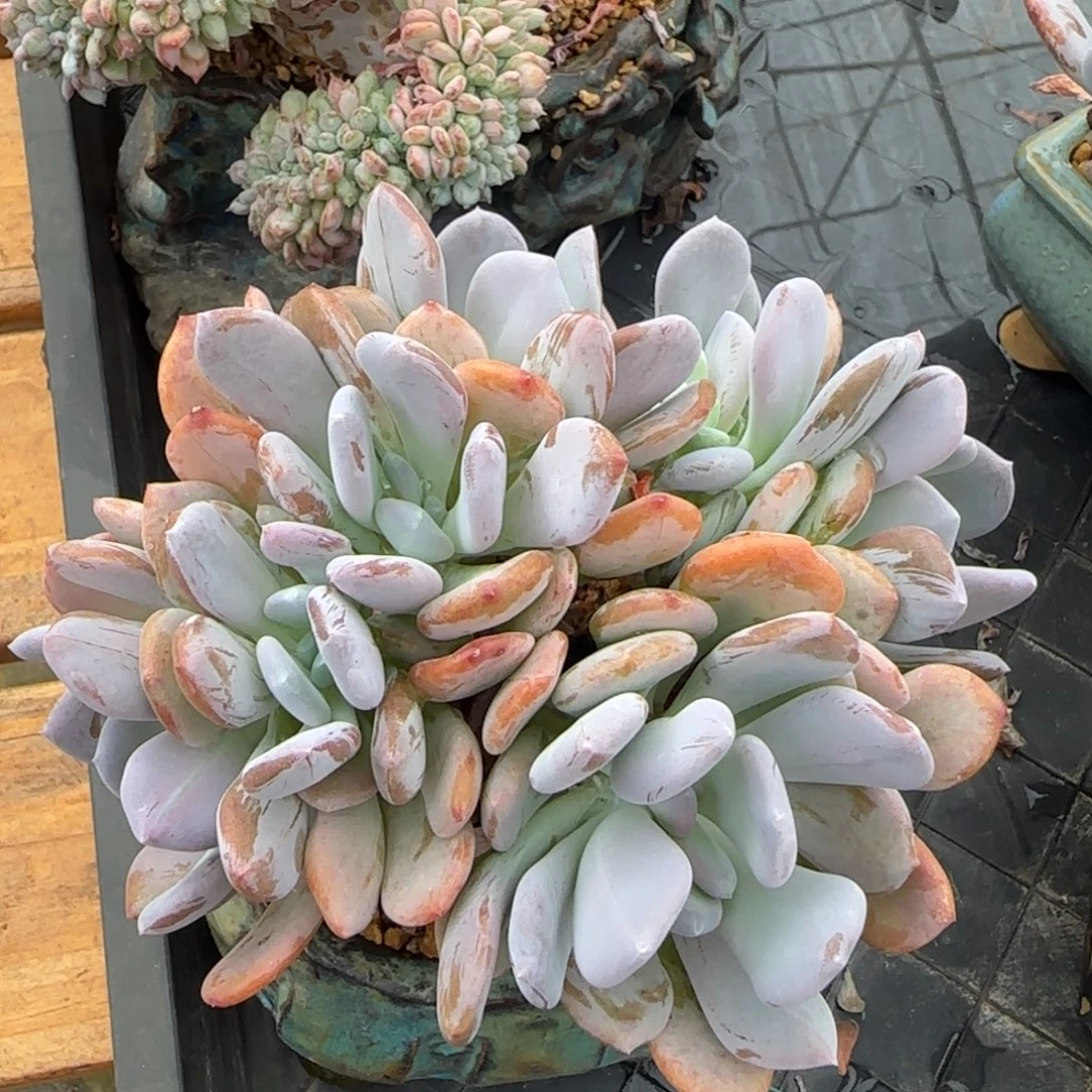 多肉植物一组一拍
