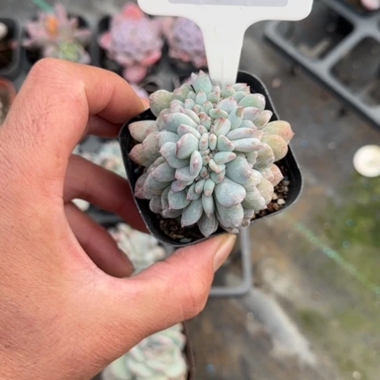 7号橙梦露缀多肉植物