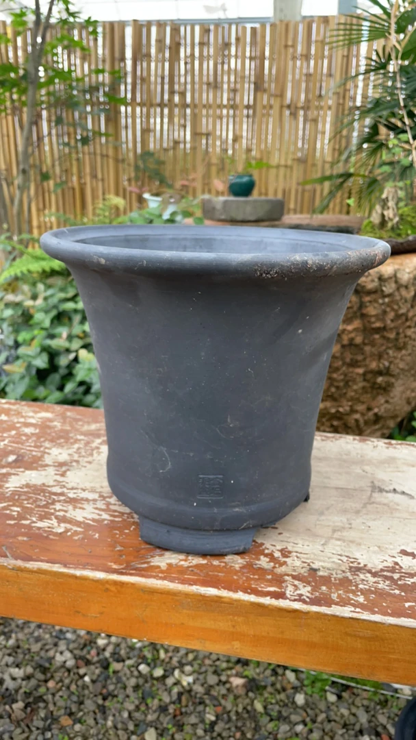 八寸春兰盆大 外口24内口20高21