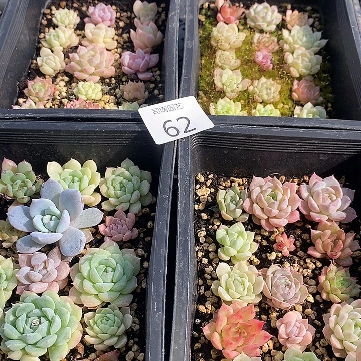 62 多肉植物盆栽花卉