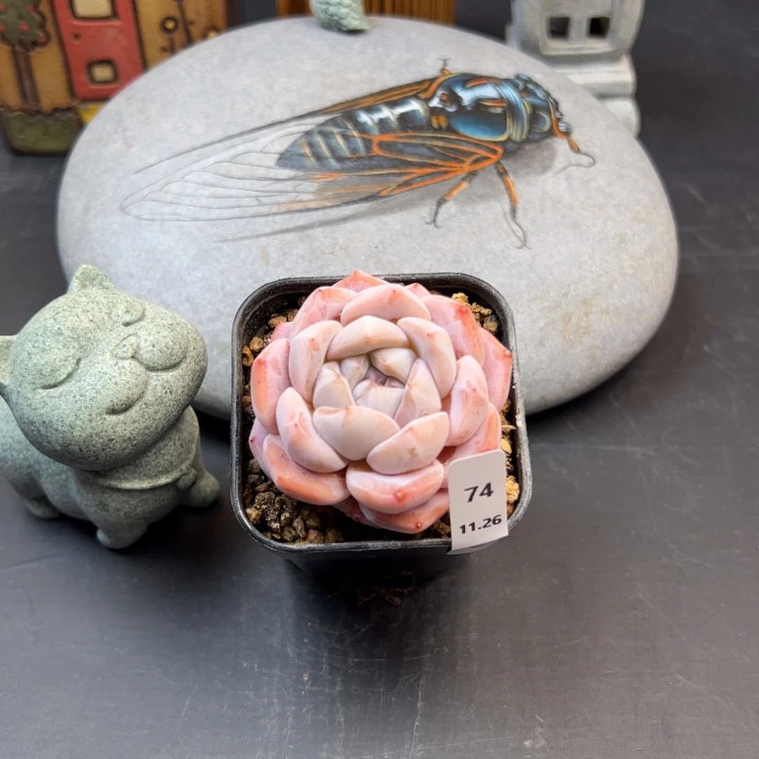 好好看74、哈哈哈哈