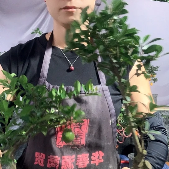 无花朵金弹子两颗