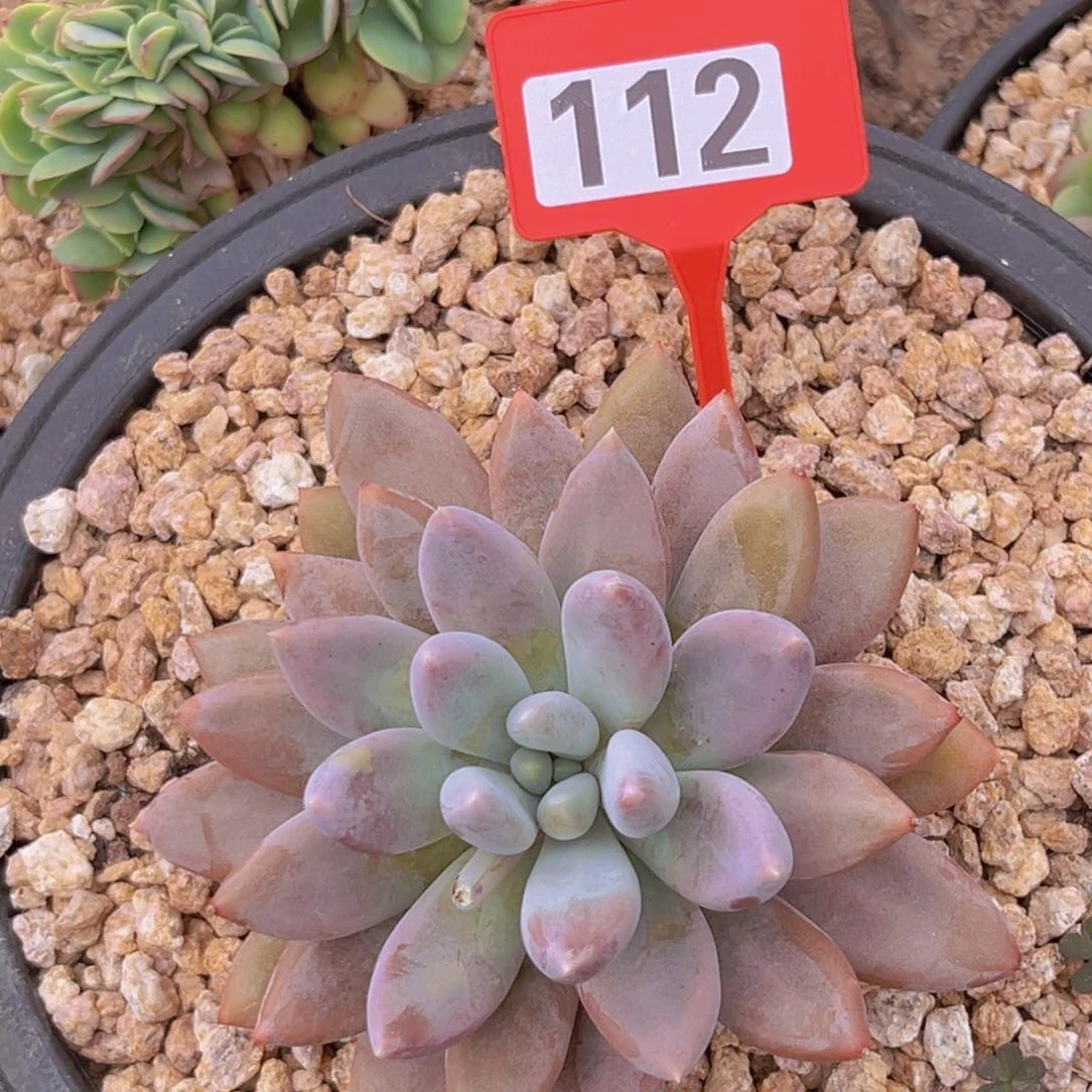 多肉植物112彩胖体哥特
