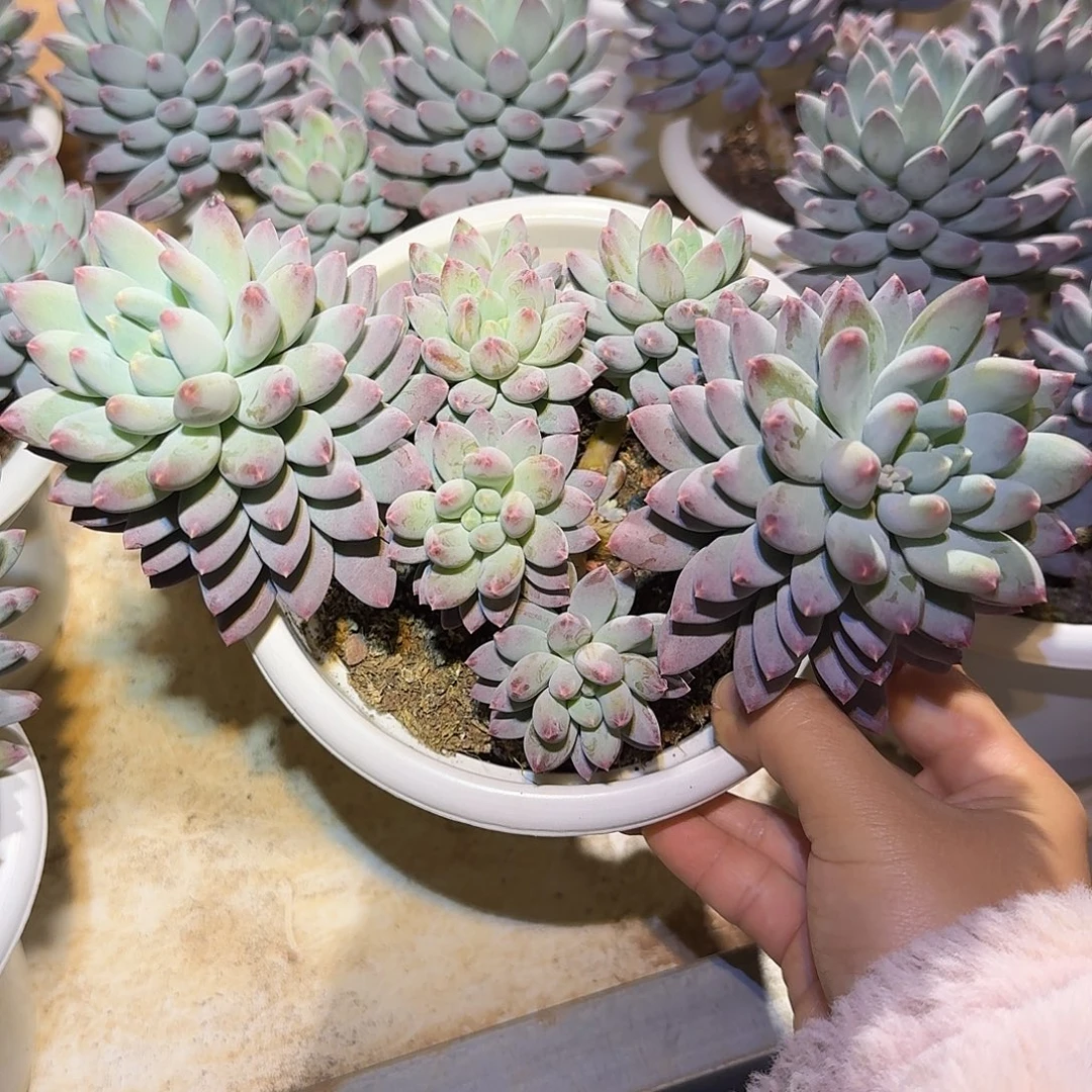 星月菩提整无砍群生多肉