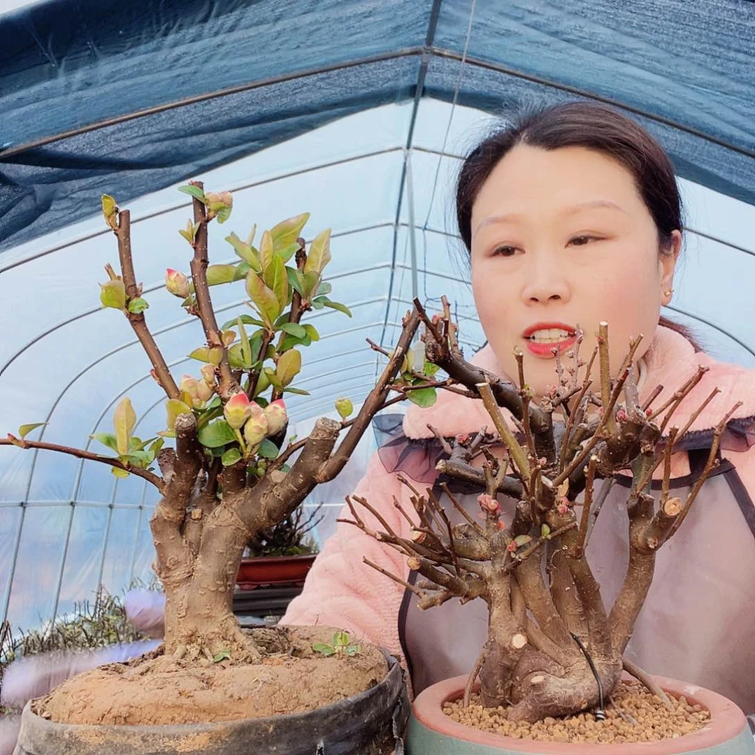 海棠海棠108108108