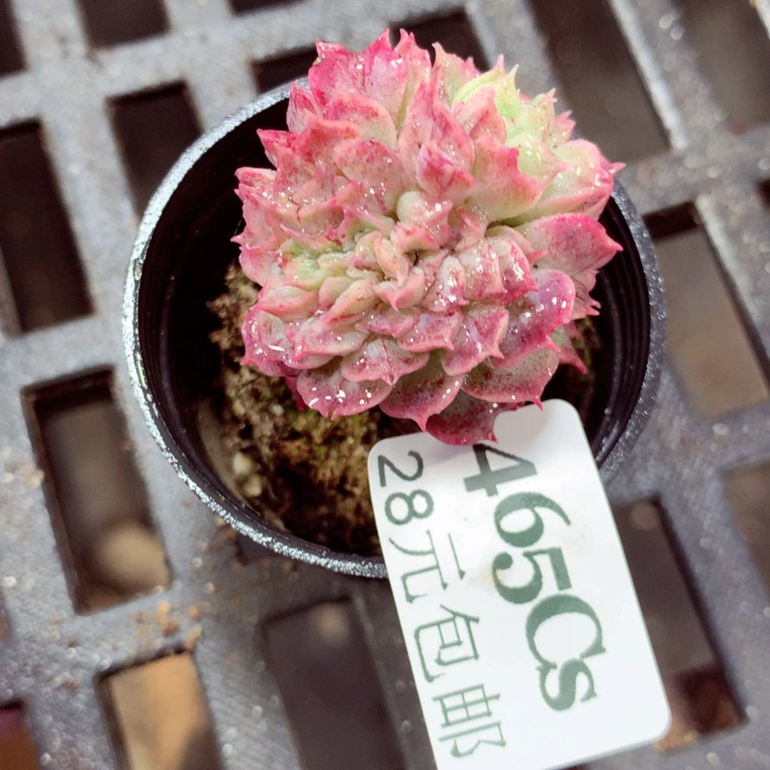 5厘米盆精控多肉465