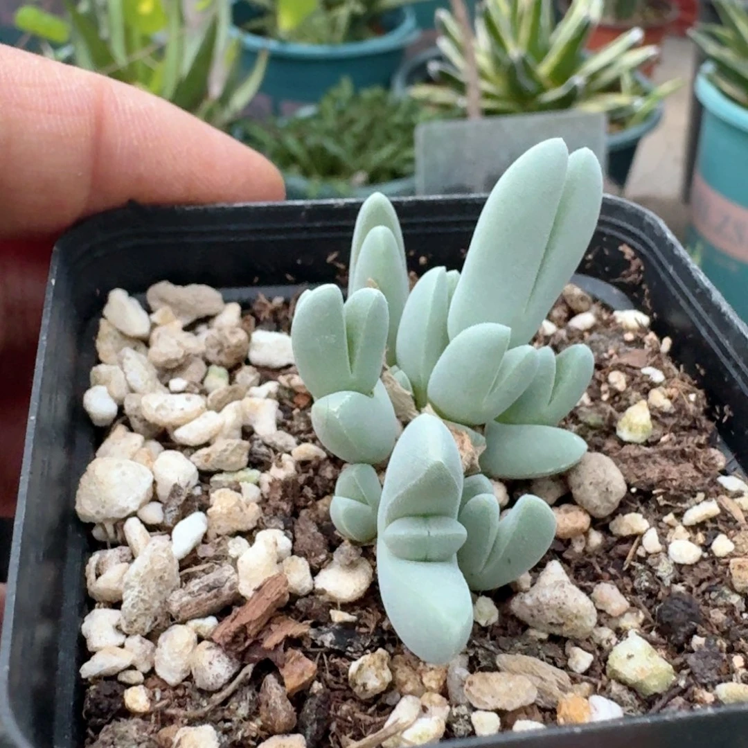 142枝干虾钳带盆发货