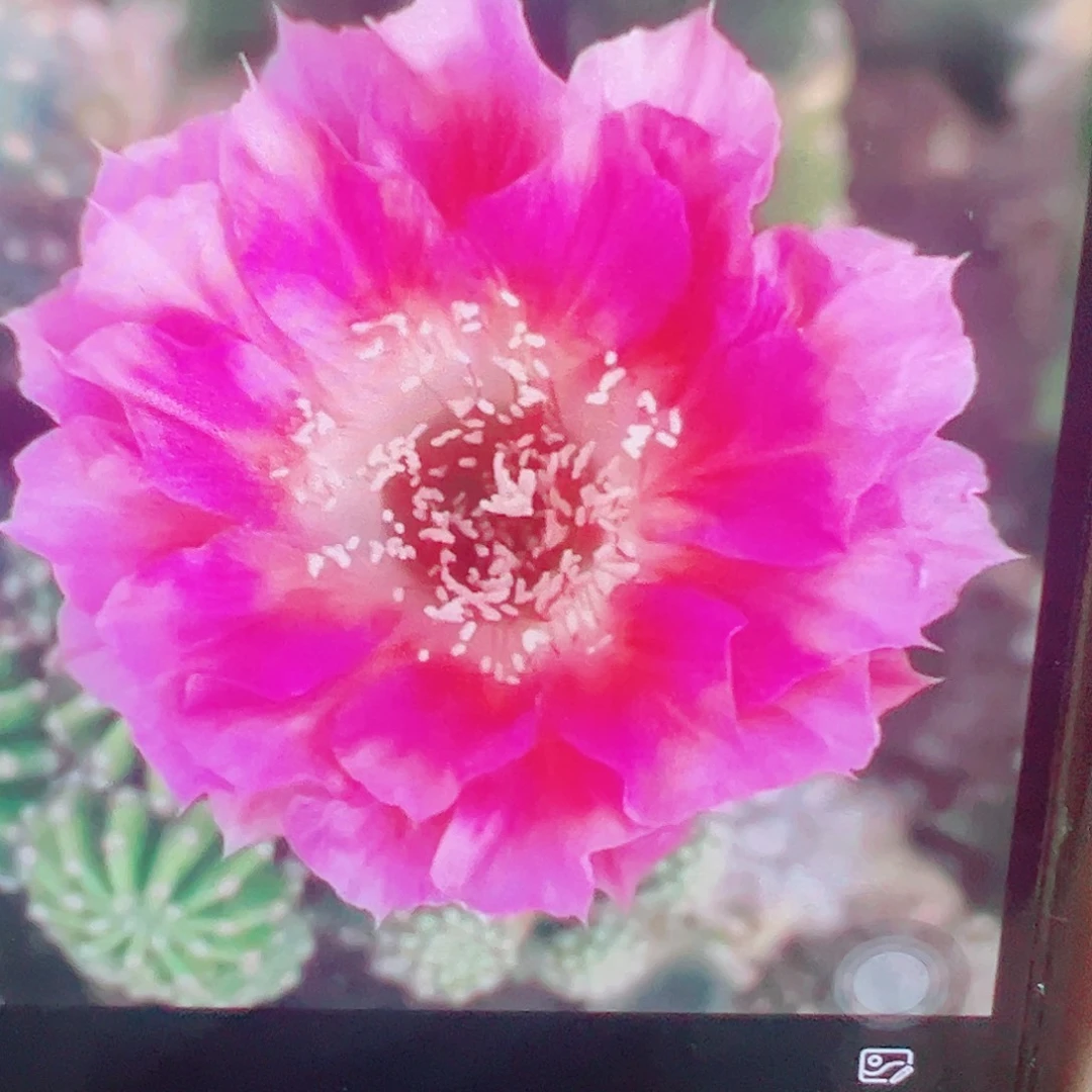 丽花菲云落 侧芽 满20包邮