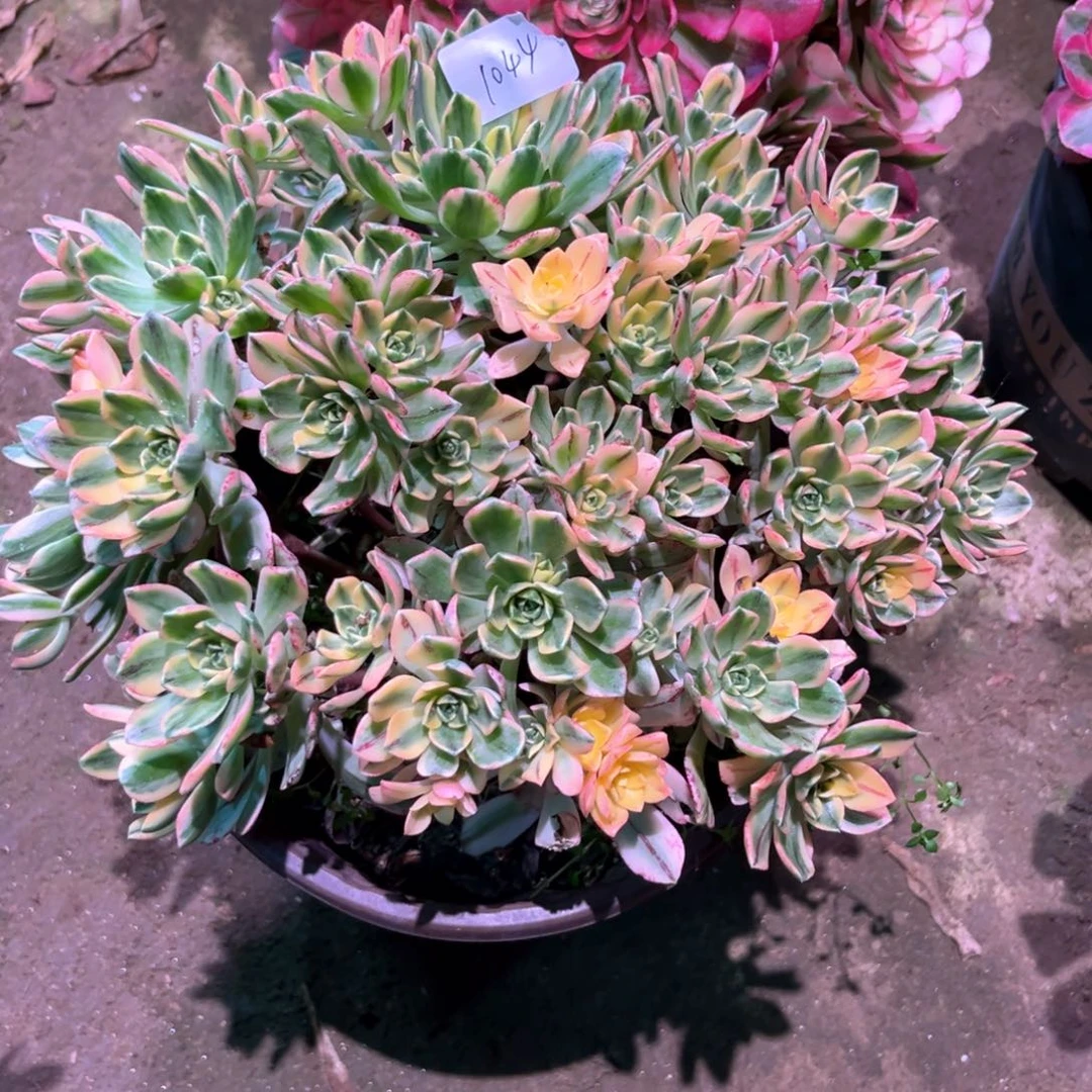 多肉植物甜茶1044