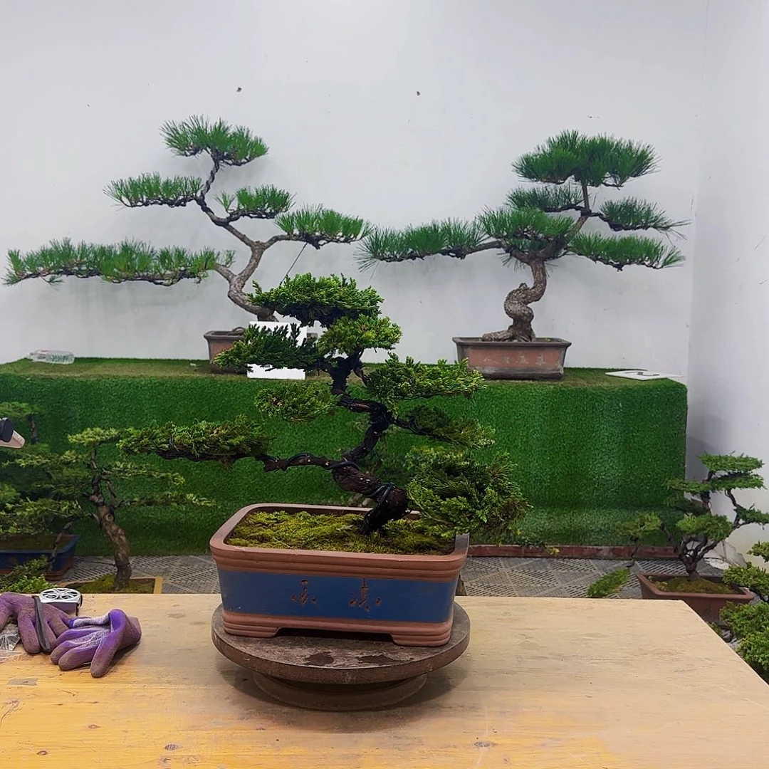 盆景盆景盆景盆景