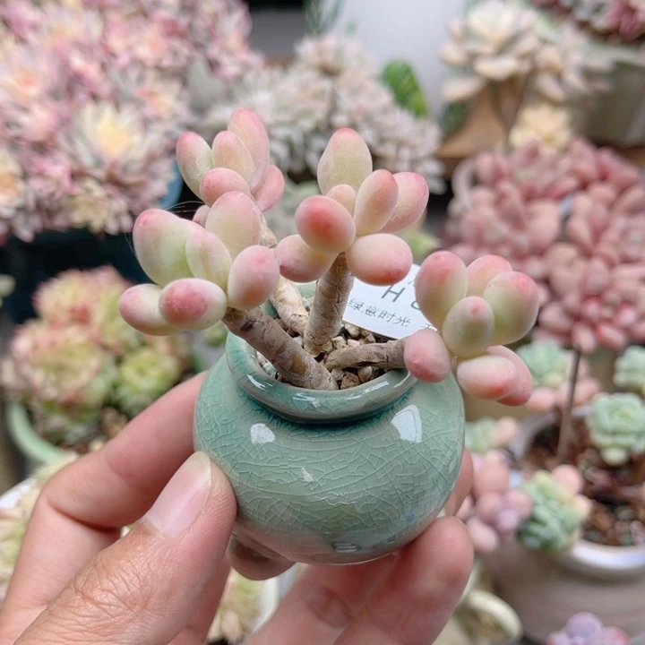 850 苹果美人 带陶瓷盆发货 满28包邮