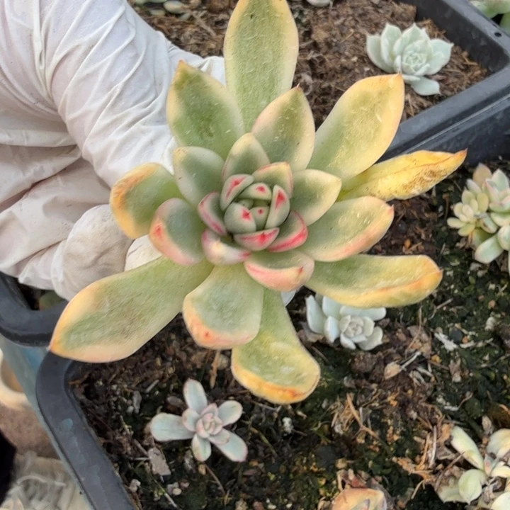 阿斯娜锦多肉植物