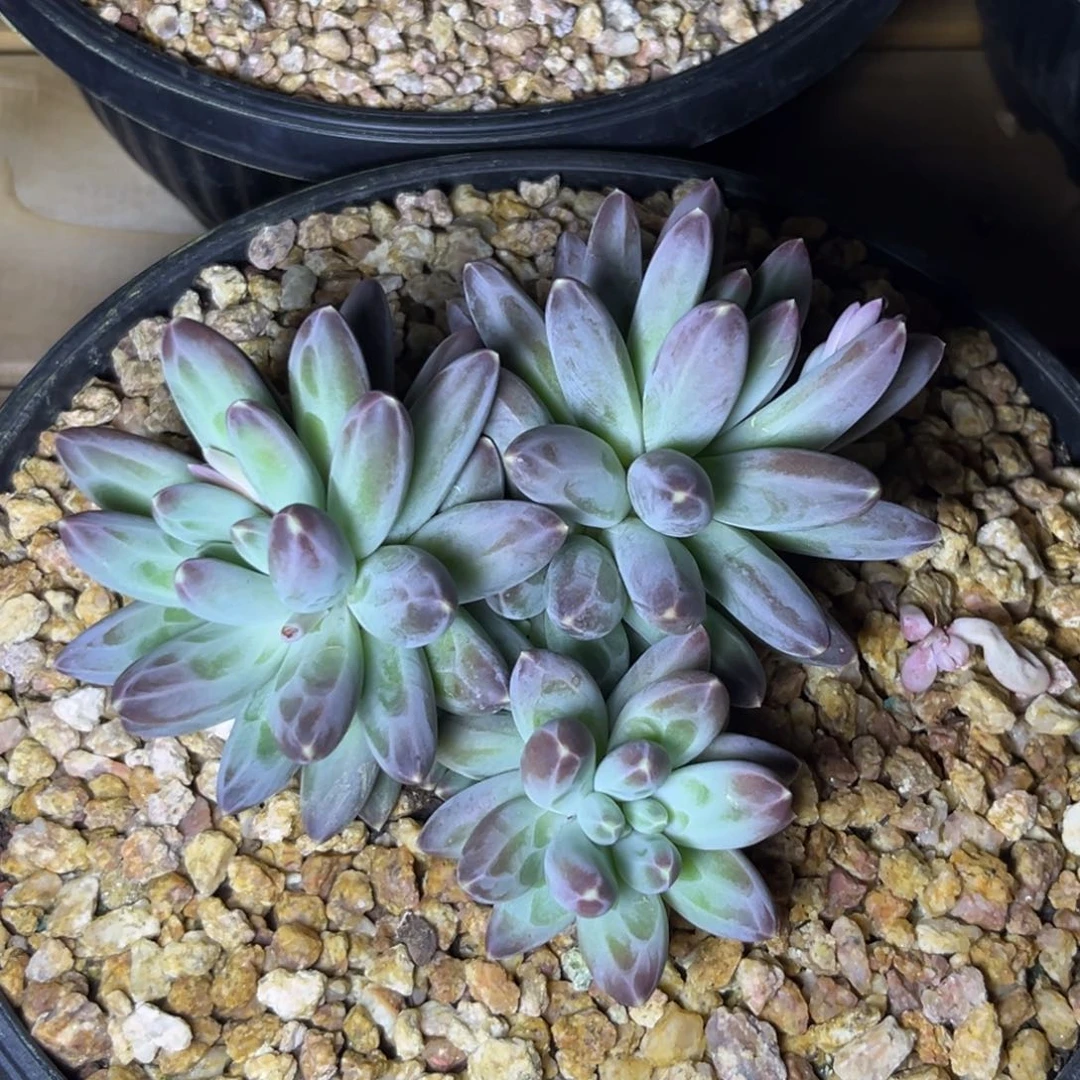 053伊卡鲁斯多肉植物