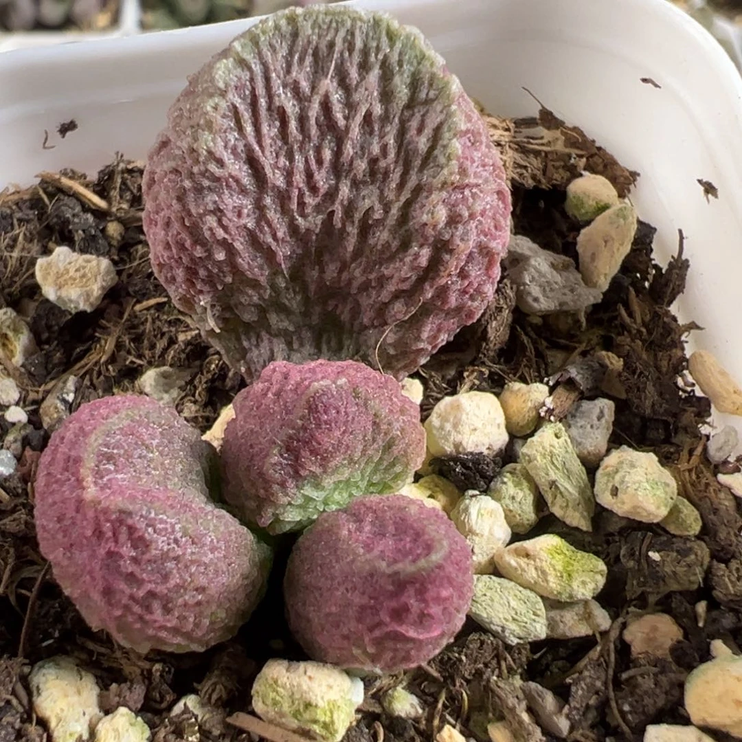 实生新品大苗多肉植物水泡多肉植物