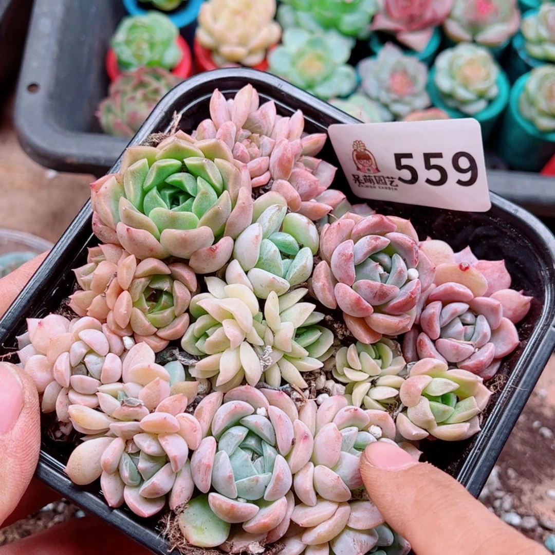 多肉植物多肉植物