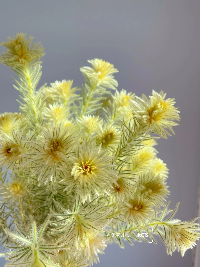 金鹅绒水培可干花现切昆明斗南直发视频切花大丽花向阳花千层金