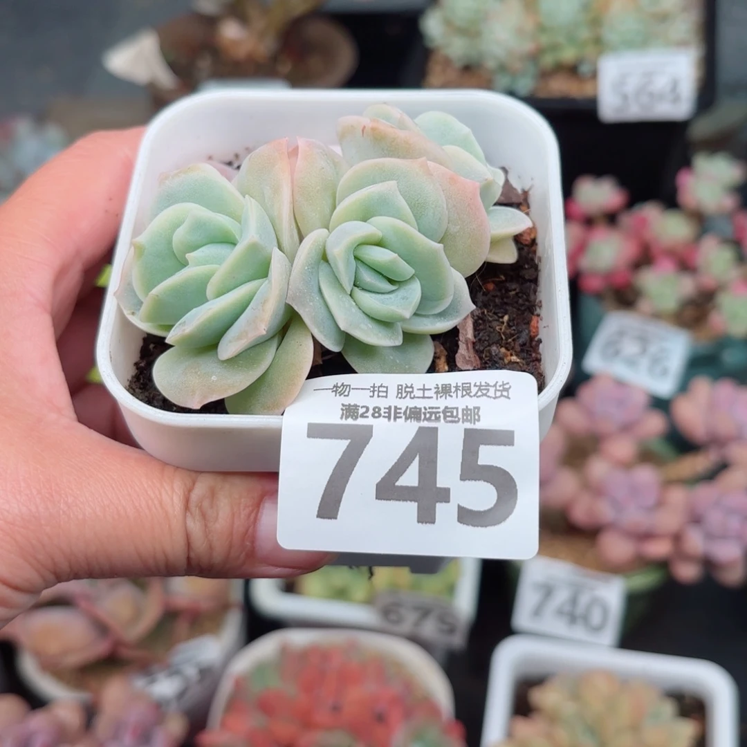 可爱玫瑰无盆土发货