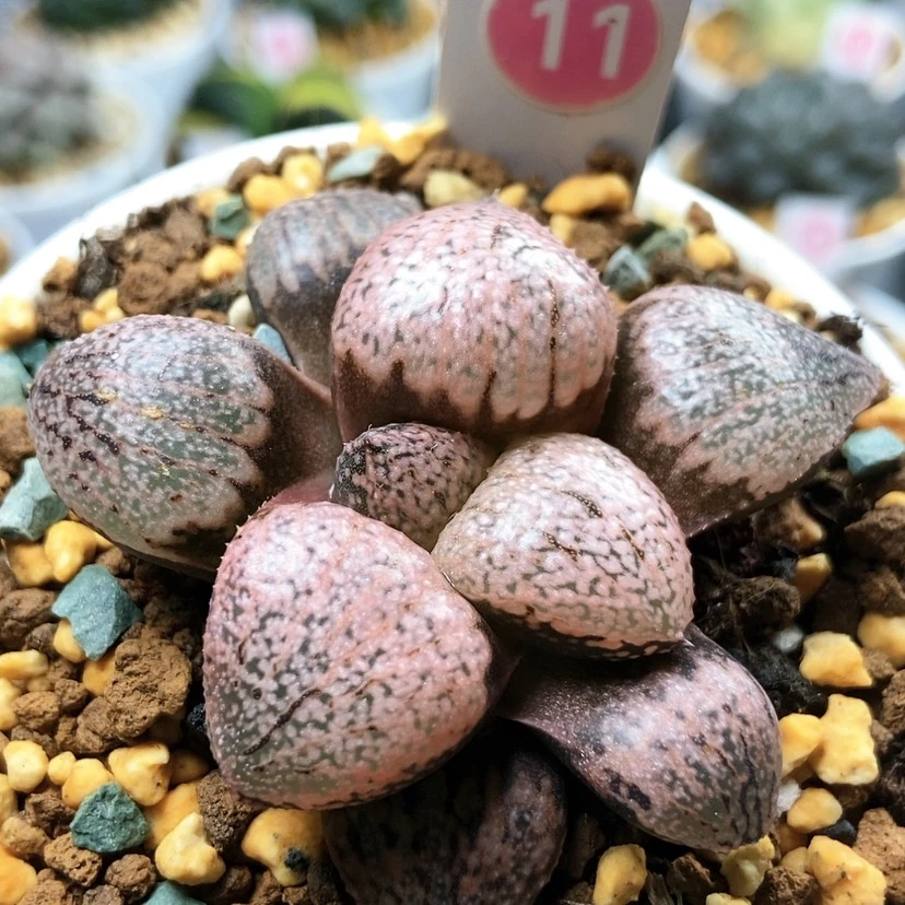 【闪购商品】红宝石11