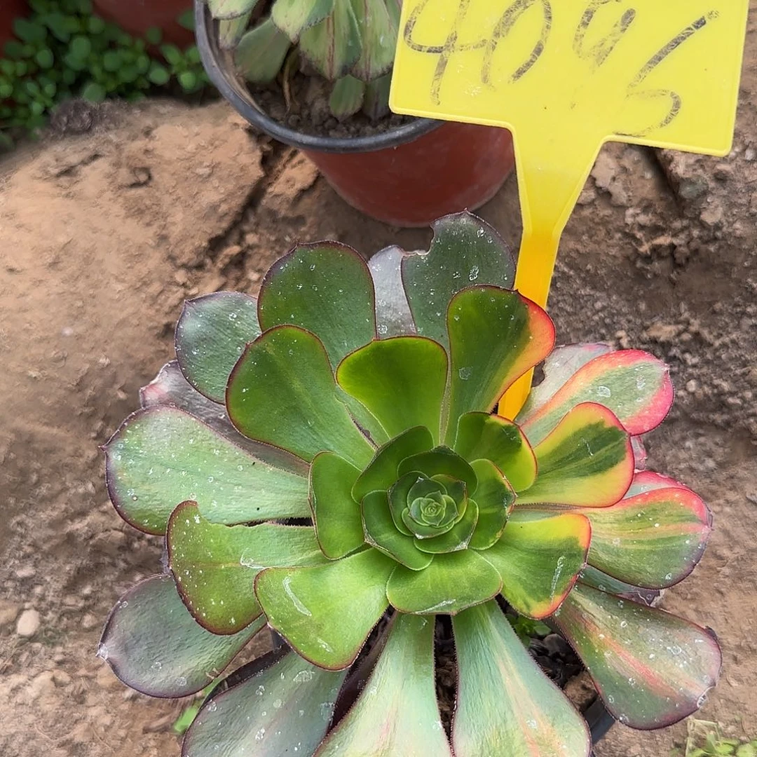 4096---无毒七彩多头