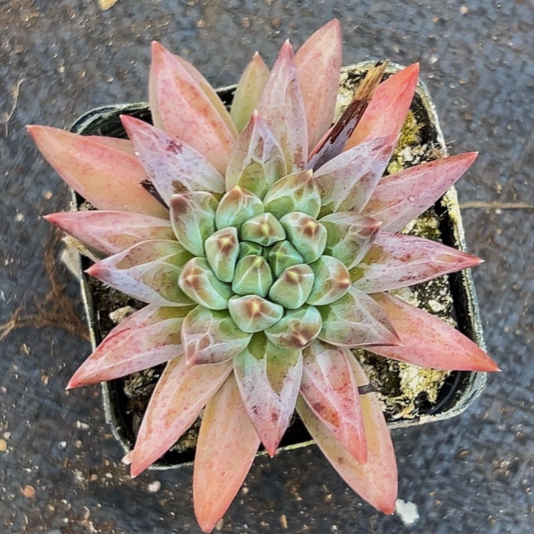 美美金品多肉美人系