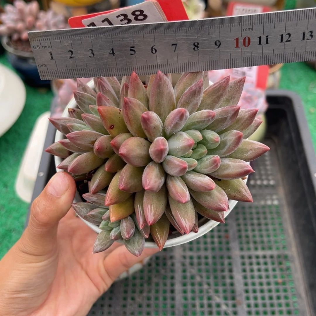 表妹精品多肉1138.