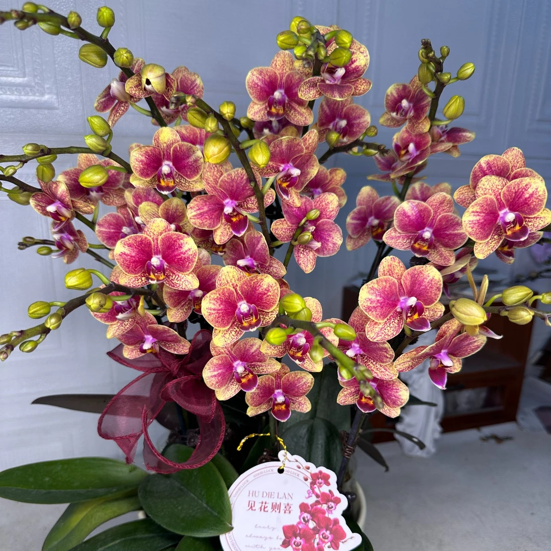 花悦里【金蝶聚宝盆】爆款蜡质花 室内花花 广州花卉源头基地